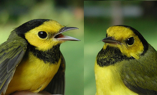 Two Hooded Warblers, side by side faces, adult female on left, hatchling year male on right