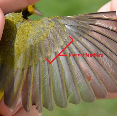 Hooded Warbler with retained juvenile feathers