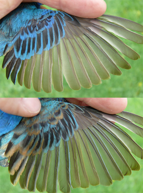 male Indigo Bunting comparisons, top and bottom