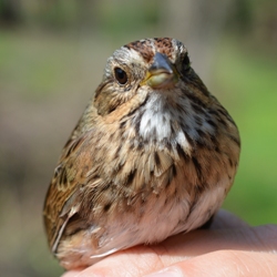 Lincoln's Sparrow from the front