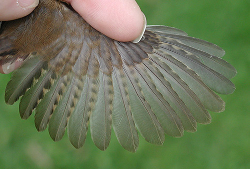 Marsh Wren wing