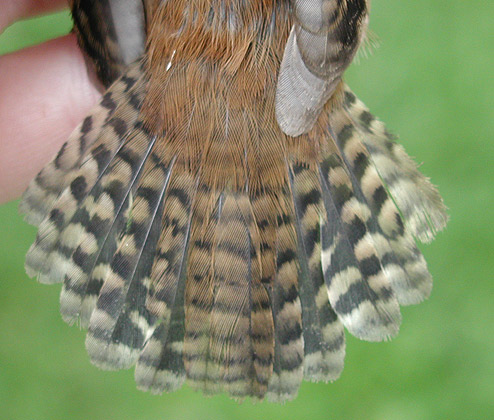 Marsh Wren tail
