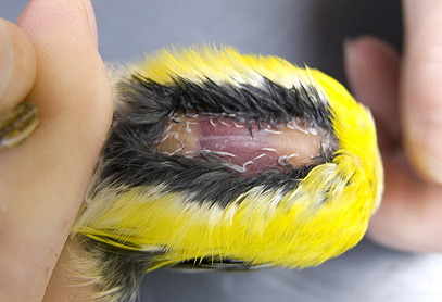 Close-up of abdomen of male Magnolia Warbler