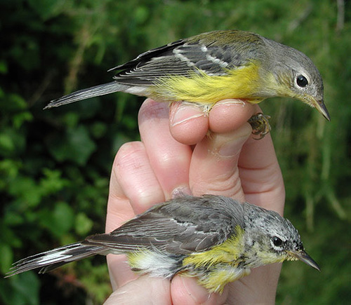 two female Magnolia Warblers