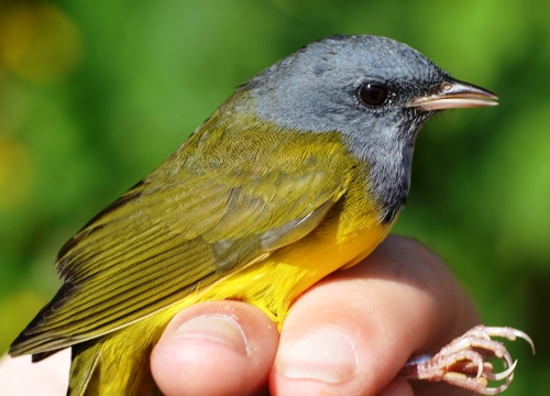 male mourning warbler 