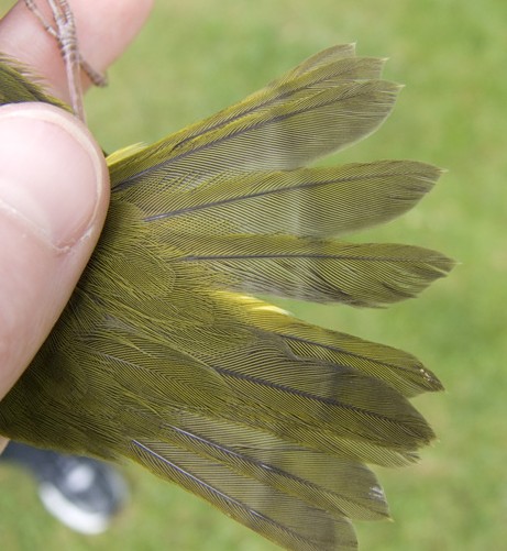 Tail detail of Mourning Warbler