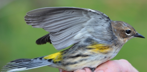 Myrtle (Yellow-rumped) Warbler under wing