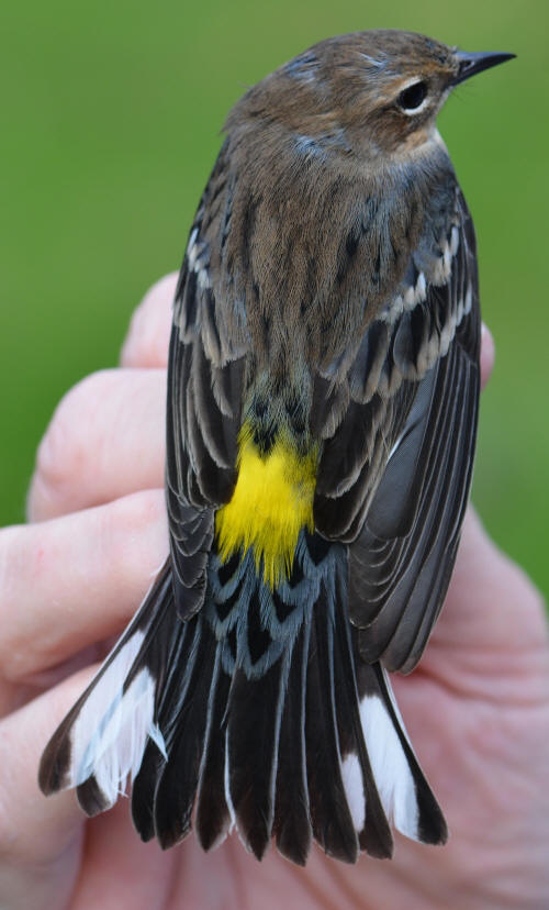 Myrtle (Yellow-rumped) Warbler