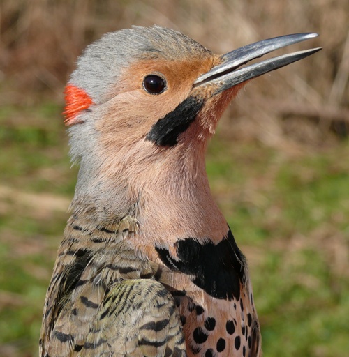 Male Northern Flicker's head