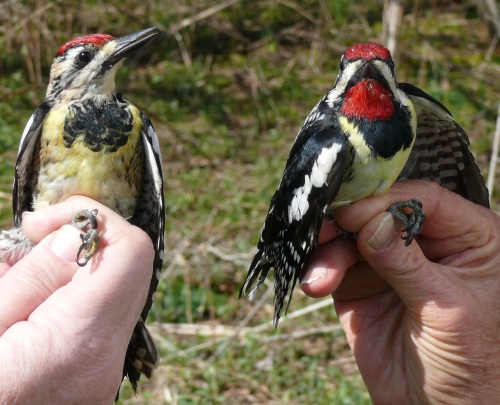 Male and Female Yellow-bellied Sapsucker