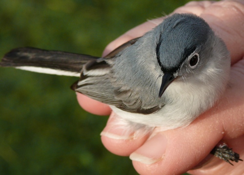Male blue-gray Gnatcatcher