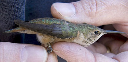 Rufous Hummingbird wearing leg band