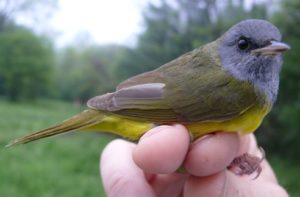 Mourning Warbler