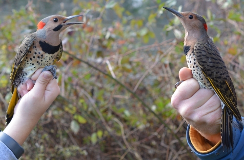 male and female Northern Flicker