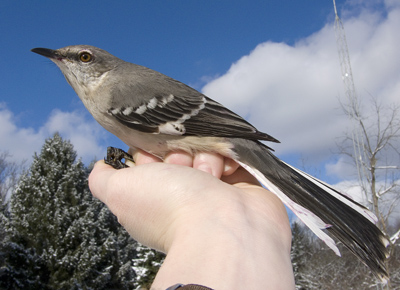 Northern Mockingbird in profile