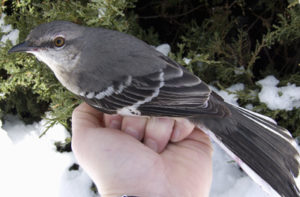 Northern Mockingbird in three quarter view