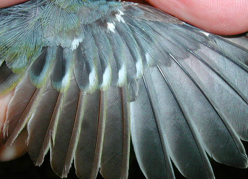 male Northern Parula, wing detail