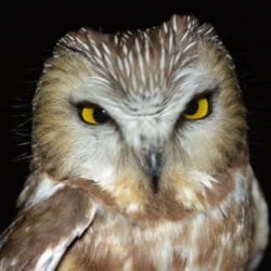 dramatic eyes of a Northern Saw-whet Owl