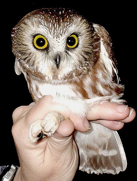 Northern Saw-whet Owl, a brown and white own with striking yellow eyes