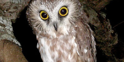 Owls – Saw-whet Owl and Two Recaptured Eastern Screech Owls