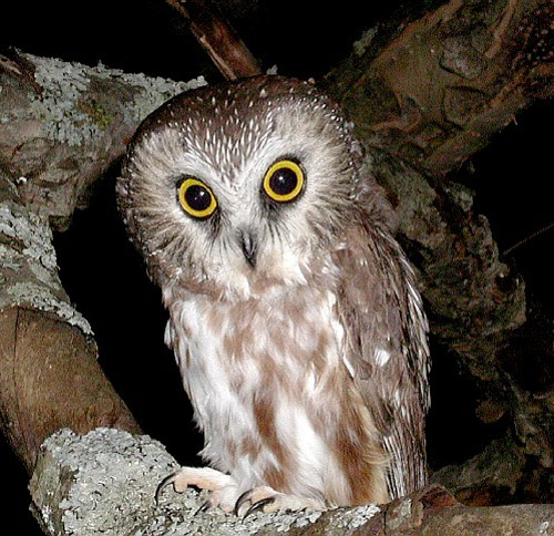 Northern Saw-whet Owl sitting on a tree branch