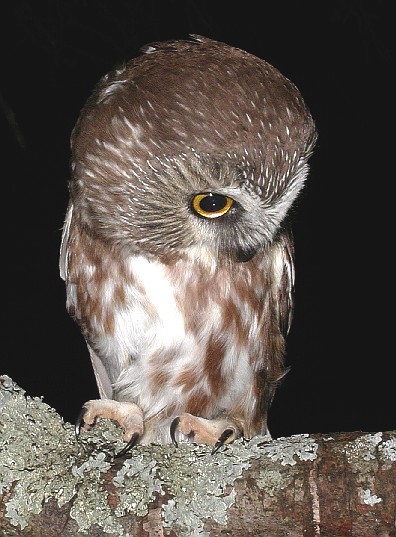 eastern screech owl flying