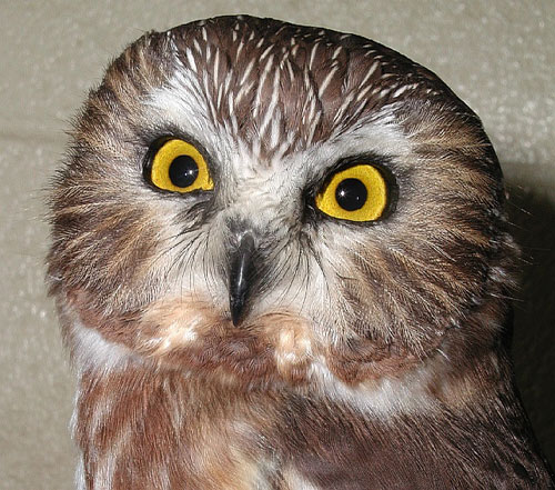 Northern Saw-whet Owl's face