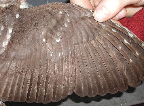 Wing of a Northern Saw-whet Owl in its hatchling year