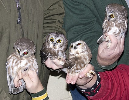 A group of four Northern Saw-whet Owls