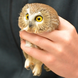 Northern Saw-whet Owl in bander hand