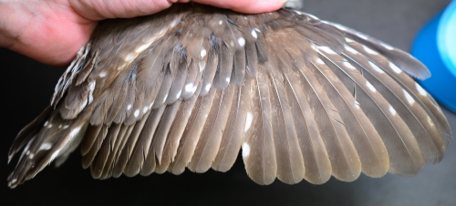 Saw-whet Owl wing