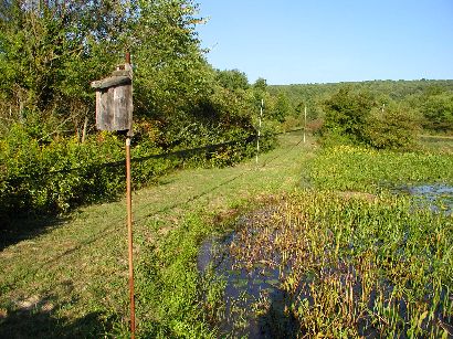 Pond nets 2 & 3 with a bird house in the foreground