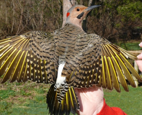 Norther Flicker's back with spread wings