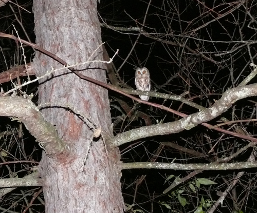 Northern Saw-whet owl perched in a tree