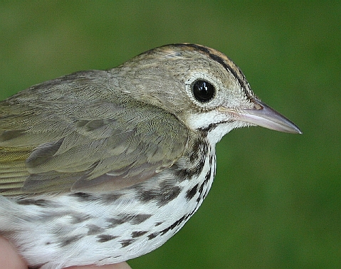 adult male Ovenbird