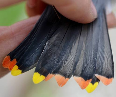 Orange- and Yellow-tipped Cedar Waxwing feathers