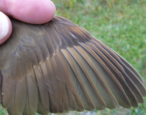 Hermit Thrush wing detail