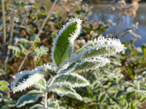 Plant with frost on leaves