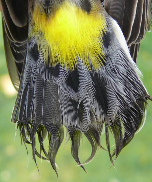 Yellow-rumped Warbler tail detail