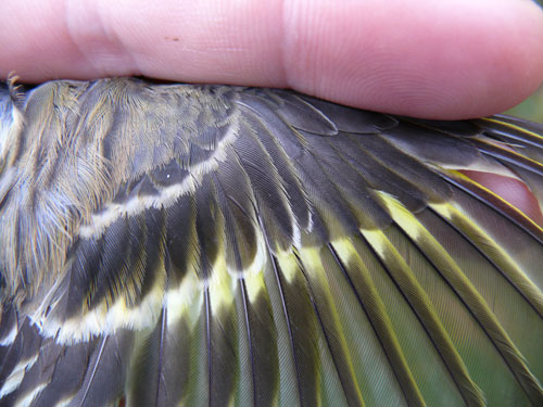 Pine Siskin wing detail