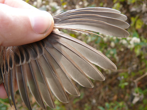 Wing of a Song Sparrow showing a gap in the feathers