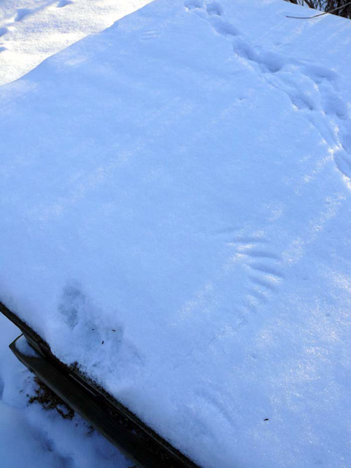 Wing print in the snow