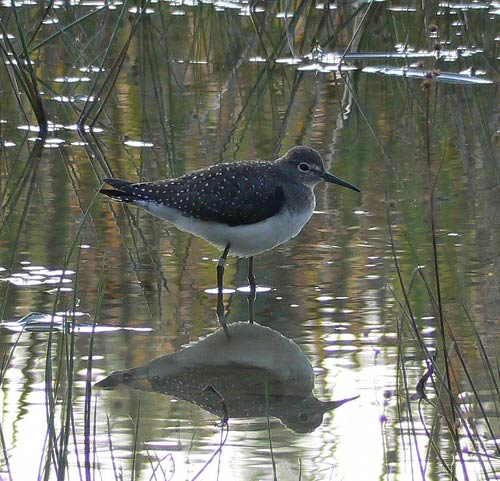 Solitary Sandpiper in the water