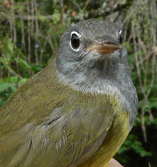 male Connecticut Warbler looking over his shoulder