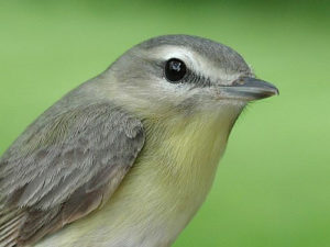 Philadelphia Vireo profile
