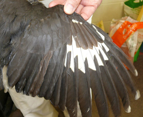 Pileated Woodpecker wing