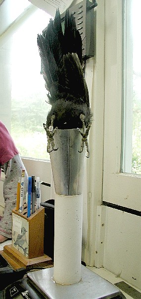Adult male Pileated Woodpecker being weighed in a cone