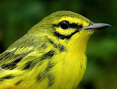 Prairie Warbler in common yellow color