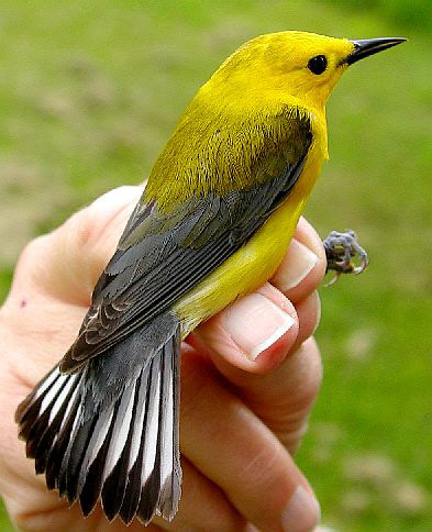Prothonotary Warbler, a vibrant yellow and grey bird