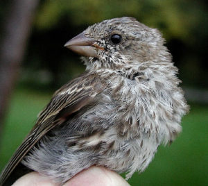 Immature Purple Finch